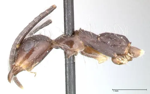 Camponotus sexguttatus specimen FOCOL0567 image focol0567_3