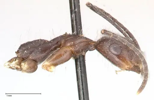 Camponotus sexguttatus specimen FOCOL0567 image focol0567_4