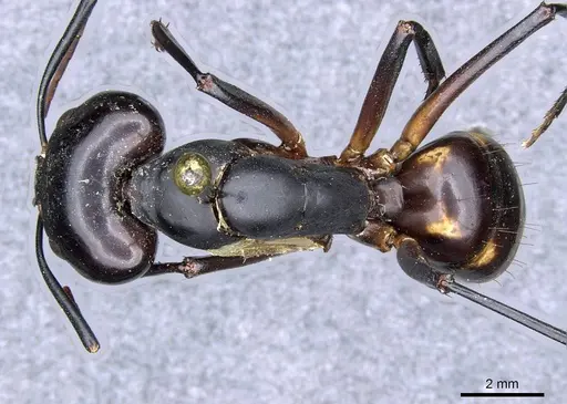 Camponotus sexpunctatus specimen CASENT0905797 image casent0905797_1
