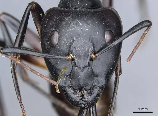 Camponotus sexpunctatus specimen CASENT0905797 image casent0905797_2