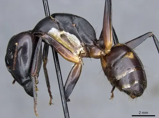 Camponotus sexpunctatus specimen CASENT0905797 image casent0905797_3