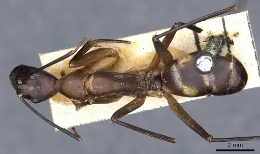 Camponotus sexpunctatus specimen CASENT0905798 image casent0905798_1