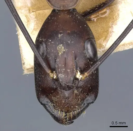 Camponotus sexpunctatus specimen CASENT0905798 image casent0905798_2