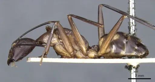 Camponotus sexpunctatus specimen CASENT0905798 image casent0905798_3