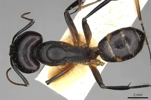 Camponotus sexpunctatus specimen CASENT0906898 image casent0906898_1