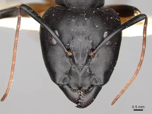 Camponotus sexpunctatus specimen CASENT0906898 image casent0906898_2