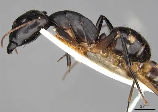 Camponotus sexpunctatus specimen CASENT0906898 image casent0906898_3