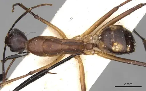 Camponotus sexpunctatus specimen CASENT0906899 image casent0906899_1