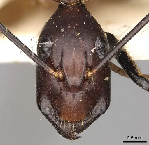 Camponotus sexpunctatus specimen CASENT0906899 image casent0906899_2