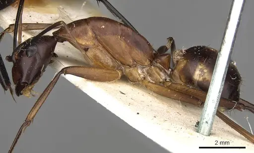 Camponotus sexpunctatus specimen CASENT0906899 image casent0906899_3