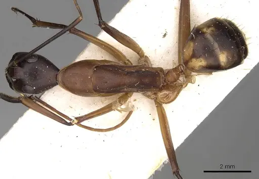 Camponotus sexpunctatus specimen CASENT0906900 image casent0906900_1