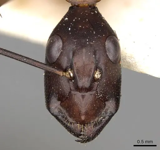 Camponotus sexpunctatus specimen CASENT0906900 image casent0906900_2