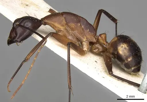Camponotus sexpunctatus specimen CASENT0906900 image casent0906900_3