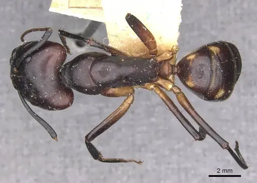 Camponotus sexpunctatus specimen CASENT0910077 image casent0910077_1