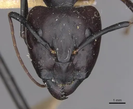 Camponotus sexpunctatus specimen CASENT0910077 image casent0910077_2