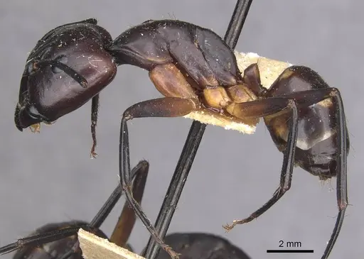 Camponotus sexpunctatus specimen CASENT0910077 image casent0910077_3