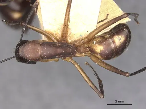 Camponotus sexpunctatus specimen CASENT0910078 image casent0910078_1