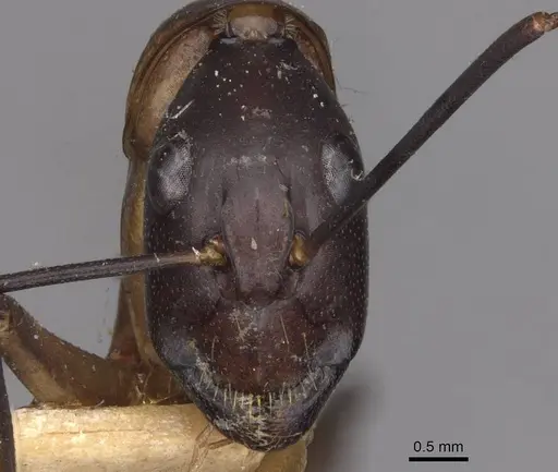 Camponotus sexpunctatus specimen CASENT0910078 image casent0910078_2
