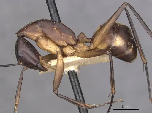Camponotus sexpunctatus specimen CASENT0910078 image casent0910078_3