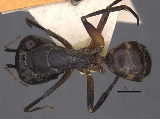 Camponotus sexpunctatus specimen CASENT0917852 image casent0917852_1