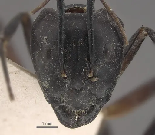 Camponotus sexpunctatus specimen CASENT0917852 image casent0917852_2