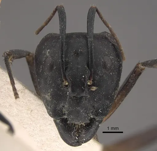 Camponotus sexpunctatus specimen CASENT0917852 image casent0917852_3