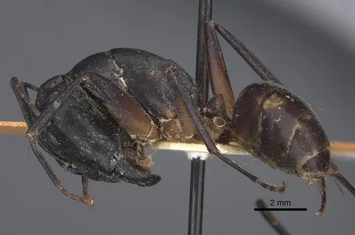 Camponotus sexpunctatus specimen CASENT0917852 image casent0917852_4