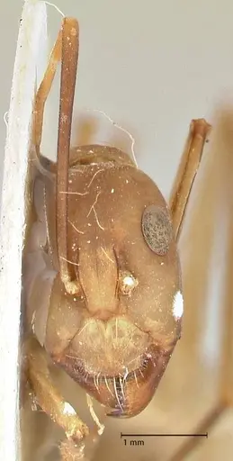 Camponotus sexpunctatus specimen FOCOL2369 image focol2369_2