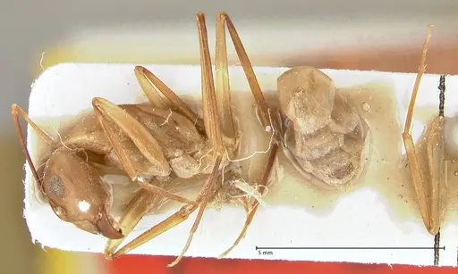 Camponotus sexpunctatus specimen FOCOL2369 image focol2369_3