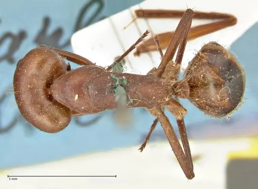 Camponotus sexpunctatus specimen FOCOL2376 image focol2376_1