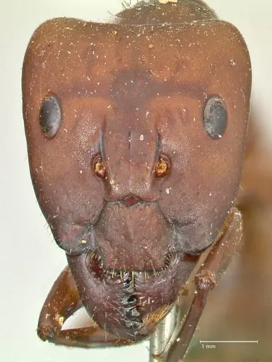 Camponotus sexpunctatus specimen FOCOL2376 image focol2376_2