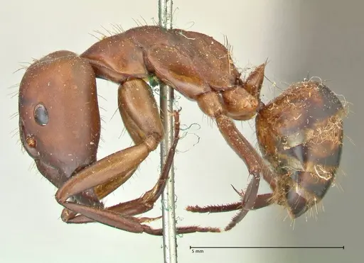 Camponotus sexpunctatus specimen FOCOL2376 image focol2376_3
