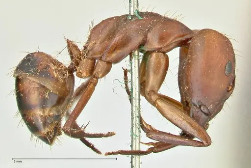 Camponotus sexpunctatus specimen FOCOL2376 image focol2376_4