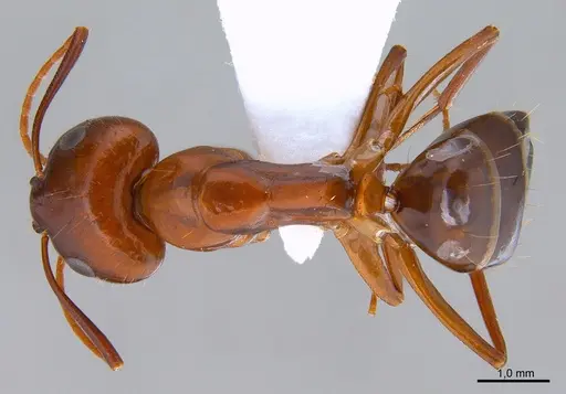 Camponotus shaqualavensis specimen ANTWEB1008057 image antweb1008057_1