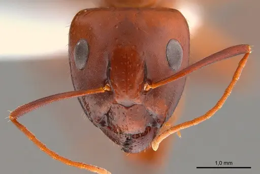 Camponotus shaqualavensis specimen ANTWEB1008057 image antweb1008057_2
