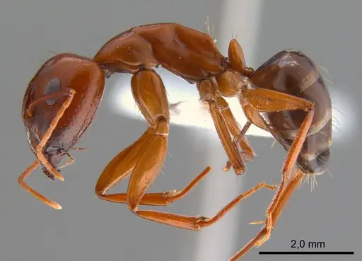 Camponotus shaqualavensis specimen ANTWEB1008057 image antweb1008057_3