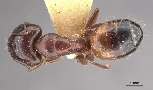 Camponotus shaqualavensis specimen CASENT0911140 image casent0911140_1