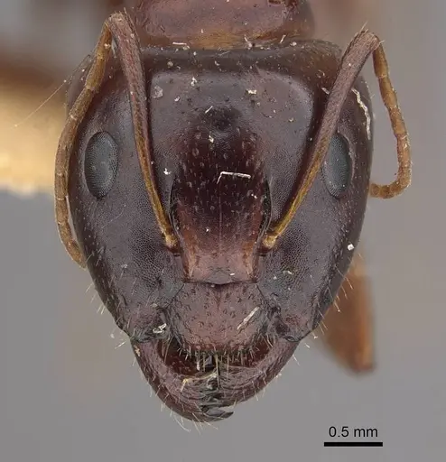 Camponotus shaqualavensis specimen CASENT0911140 image casent0911140_2