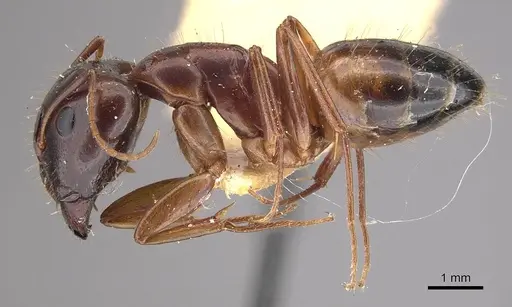 Camponotus shaqualavensis specimen CASENT0911140 image casent0911140_3