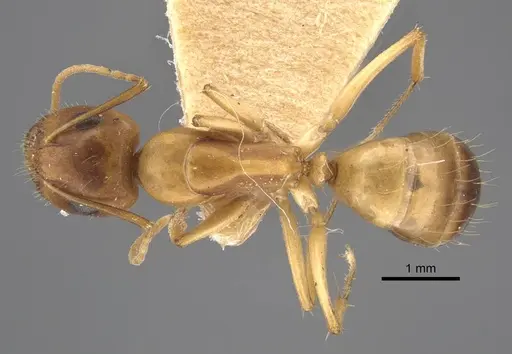 Camponotus shaqualavensis specimen CASENT0917220 image casent0917220_1