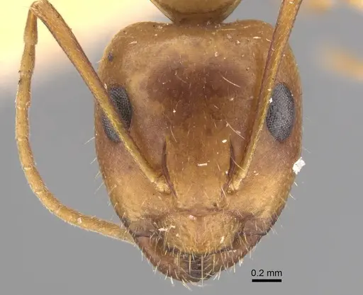 Camponotus shaqualavensis specimen CASENT0917220 image casent0917220_2