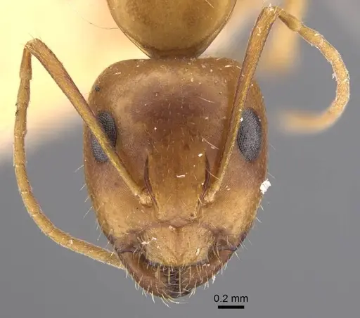 Camponotus shaqualavensis specimen CASENT0917220 image casent0917220_3
