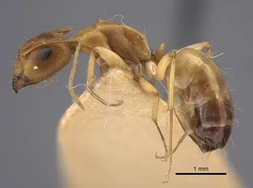 Camponotus shaqualavensis specimen CASENT0917220 image casent0917220_4