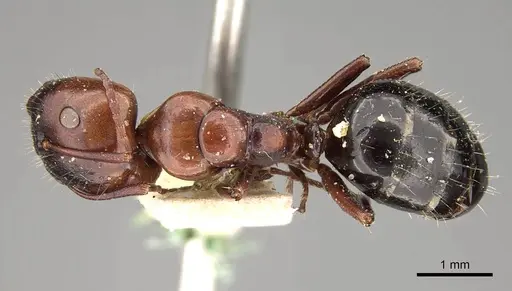 Camponotus sicheli specimen CASENT0914012 image casent0914012_1