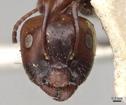 Camponotus sicheli specimen CASENT0914012 image casent0914012_2