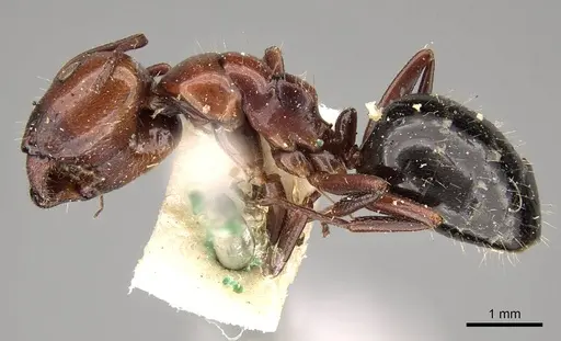 Camponotus sicheli specimen CASENT0914012 image casent0914012_3