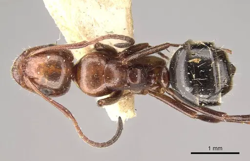 Camponotus sicheli specimen CASENT0914013 image casent0914013_1