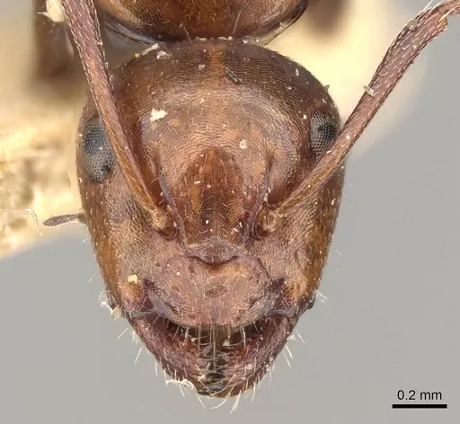 Camponotus sicheli specimen CASENT0914013 image casent0914013_2