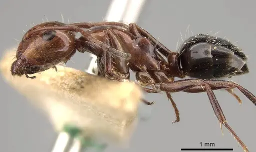 Camponotus sicheli specimen CASENT0914013 image casent0914013_3