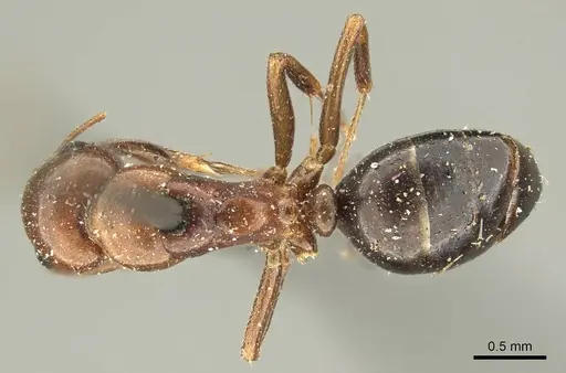Camponotus sicheli specimen CASENT0915679 image casent0915679_1